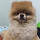 Matcha greentea latte