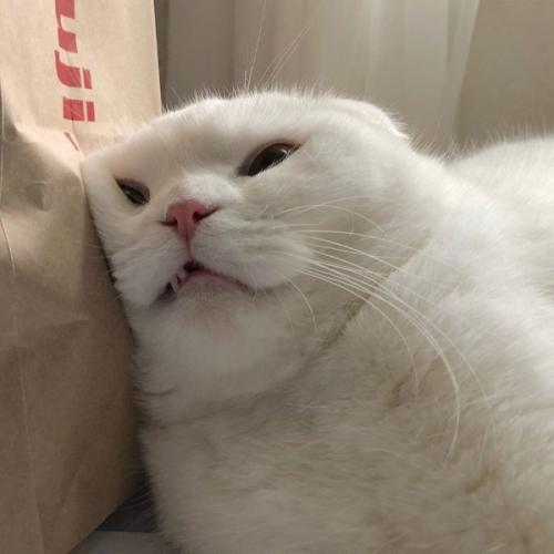 สมาชิกหมายเลข 5253570