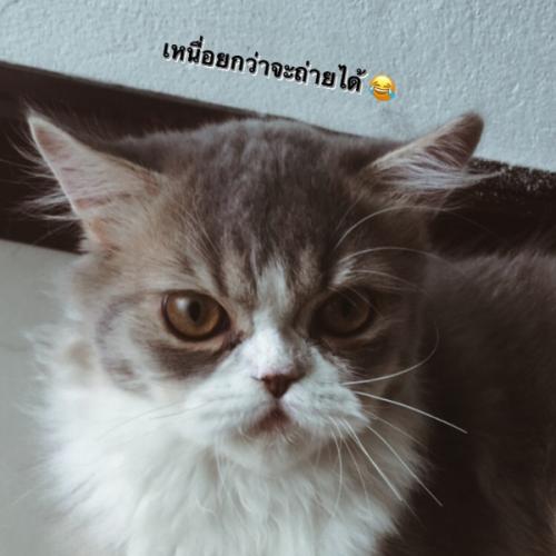 สมาชิกหมายเลข 5266562