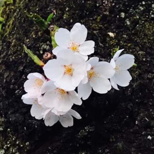 สมาชิกหมายเลข 2460600