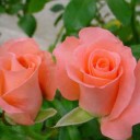 สมาชิกหมายเลข 1533886