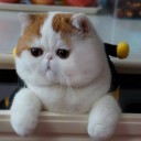 สมาชิกหมายเลข 3625920