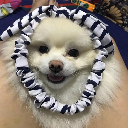 สมาชิกหมายเลข 4593322