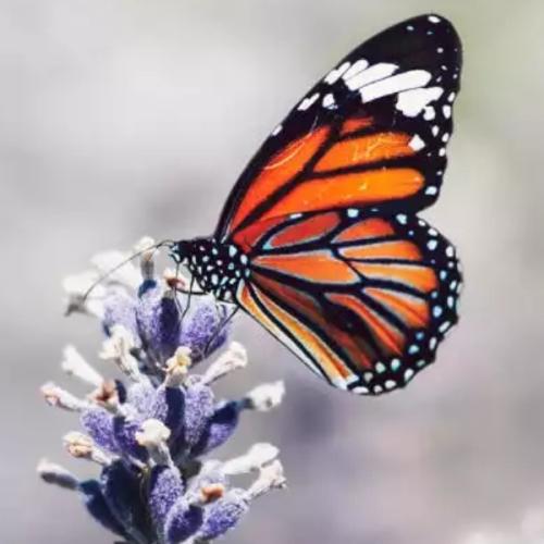 สมาชิกหมายเลข 3575583