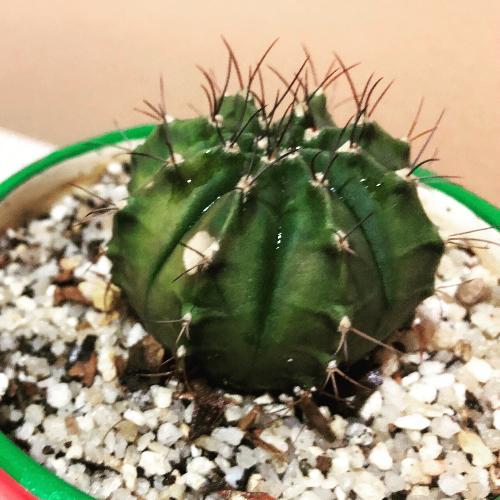 สมาชิกหมายเลข 4235011