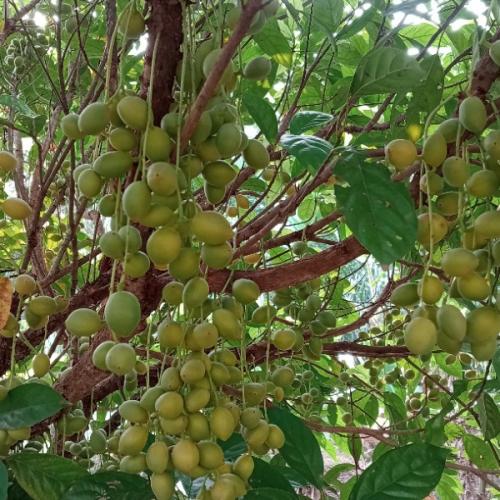 สมาชิกหมายเลข 7695462