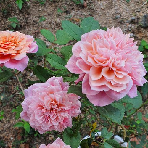 สมาชิกหมายเลข 908331