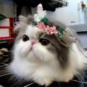 สมาชิกหมายเลข 4089992