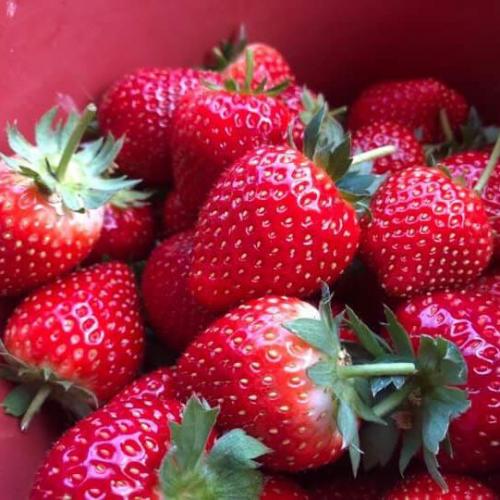 สมาชิกหมายเลข 2957547