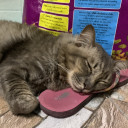 สมาชิกหมายเลข 5256362