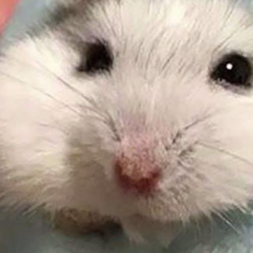 สมาชิกหมายเลข 3395528