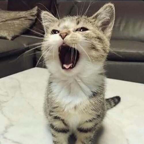 สมาชิกหมายเลข 5244606