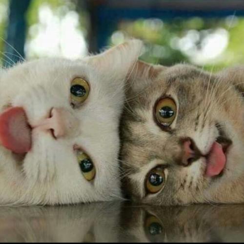 สมาชิกหมายเลข 5691419