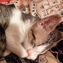 สมาชิกหมายเลข 4091453