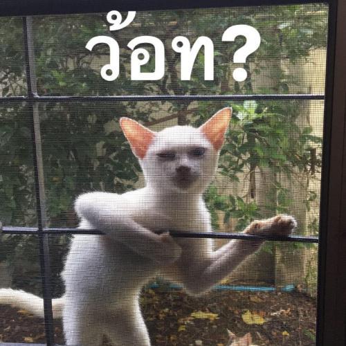 สมาชิกหมายเลข 4528364