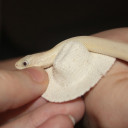 สมาชิกหมายเลข 2984535