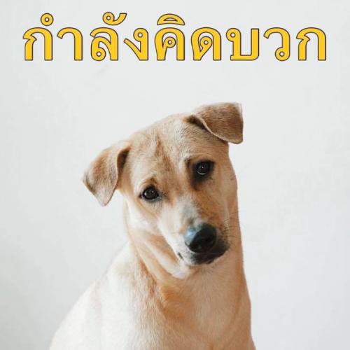 สมาชิกหมายเลข 6276799