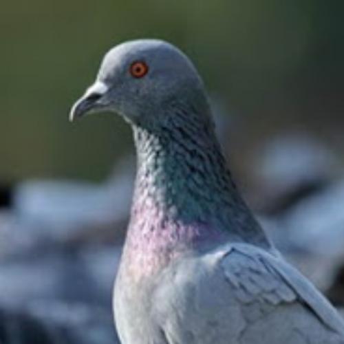 สมาชิกหมายเลข 6277400