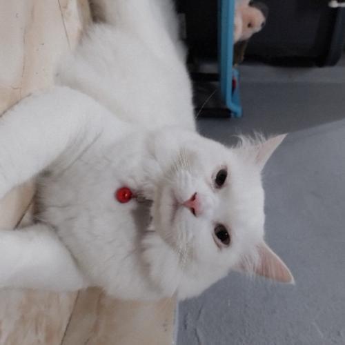 สมาชิกหมายเลข 4110435