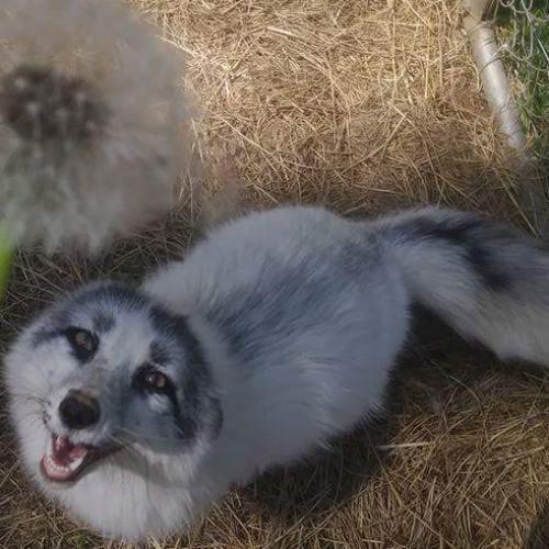 สมาชิกหมายเลข 4528705