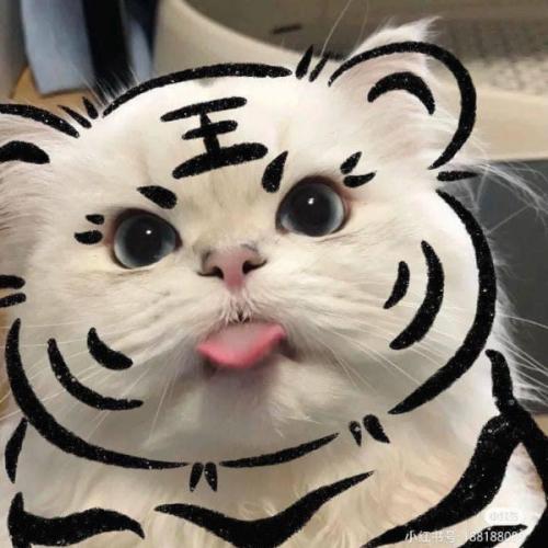 สมาชิกหมายเลข 7704141