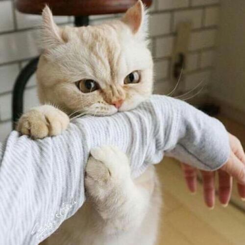 สมาชิกหมายเลข 4867774