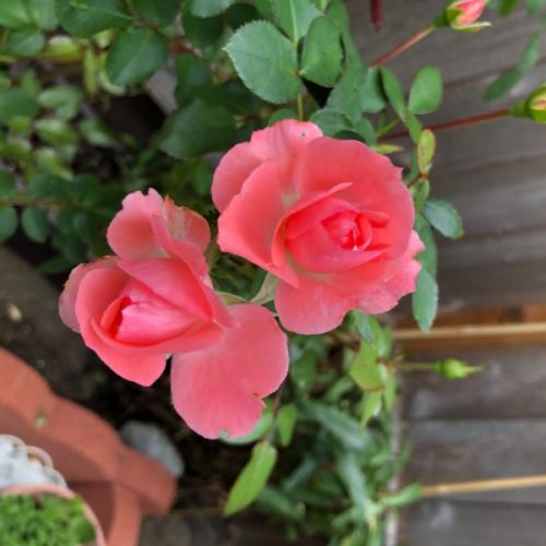 สมาชิกหมายเลข 6278691