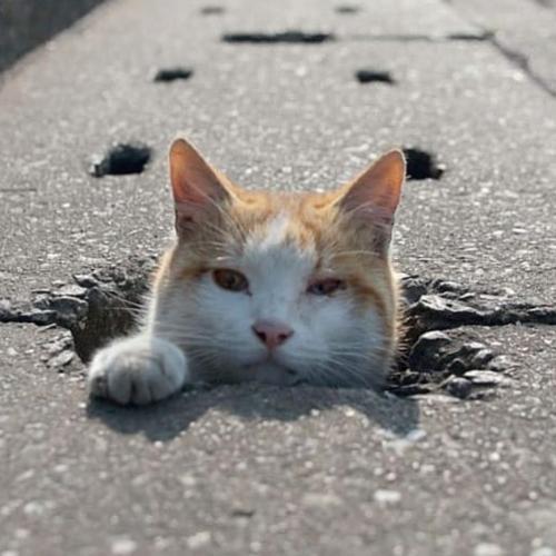 สมาชิกหมายเลข 4529414