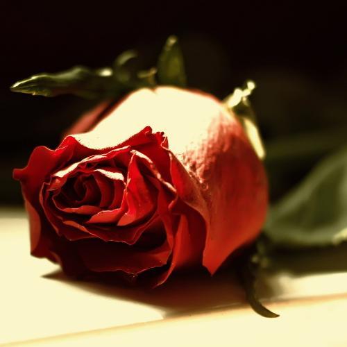 สมาชิกหมายเลข 3909583