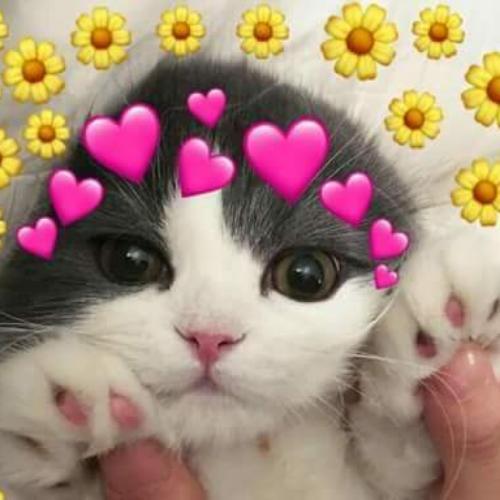 สมาชิกหมายเลข 4868090