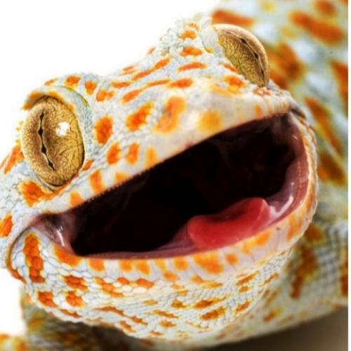 สมาชิกหมายเลข 3524727