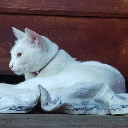 สมาชิกหมายเลข 1110250