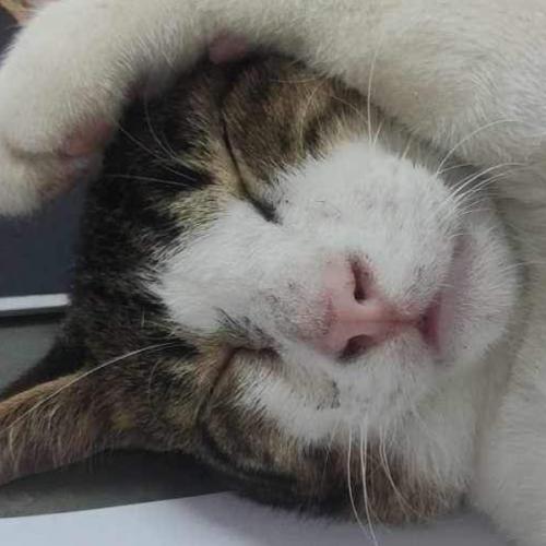 สมาชิกหมายเลข 4201019