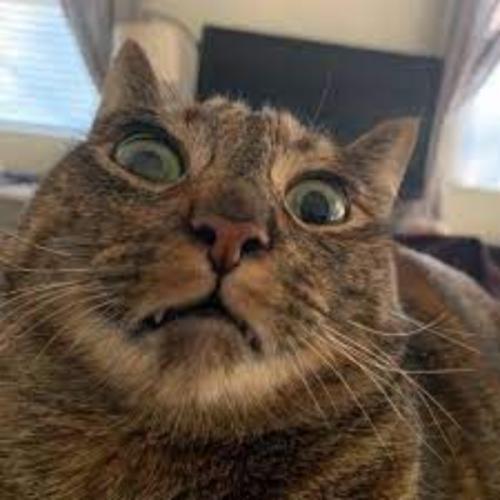 สมาชิกหมายเลข 8395093