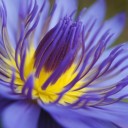 สมาชิกหมายเลข 2407874