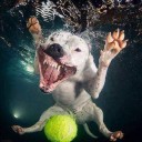 สมาชิกหมายเลข 4094078