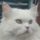 สมาชิกหมายเลข 4486256