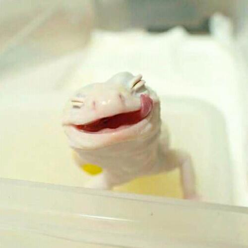 สมาชิกหมายเลข 4868214