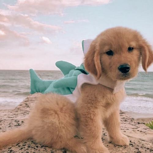 สมาชิกหมายเลข 6276945