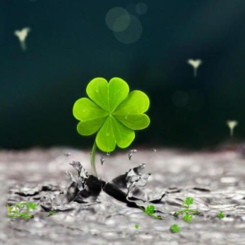 สมาชิกหมายเลข 6279480