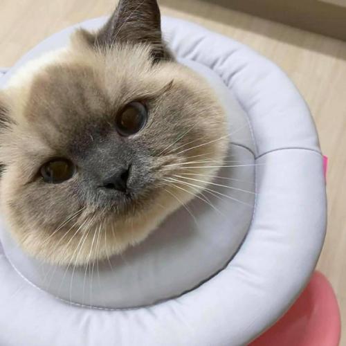 สมาชิกหมายเลข 4569297