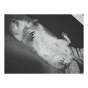 สมาชิกหมายเลข 4868721