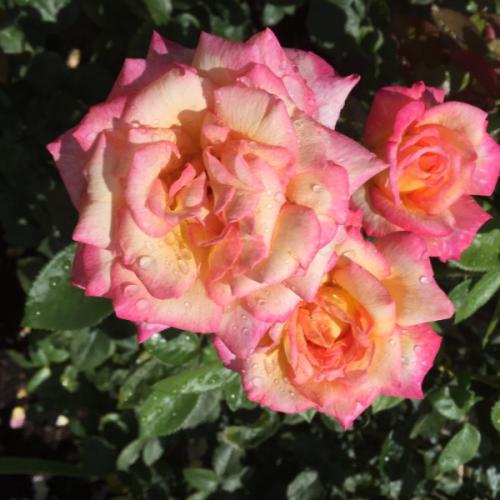 สมาชิกหมายเลข 5090922