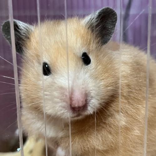 สมาชิกหมายเลข 7707431