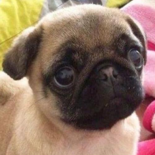 สมาชิกหมายเลข 5479960