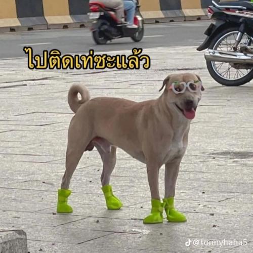 สมาชิกหมายเลข 4353990