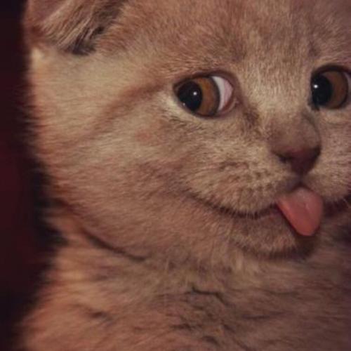 สมาชิกหมายเลข 3372709