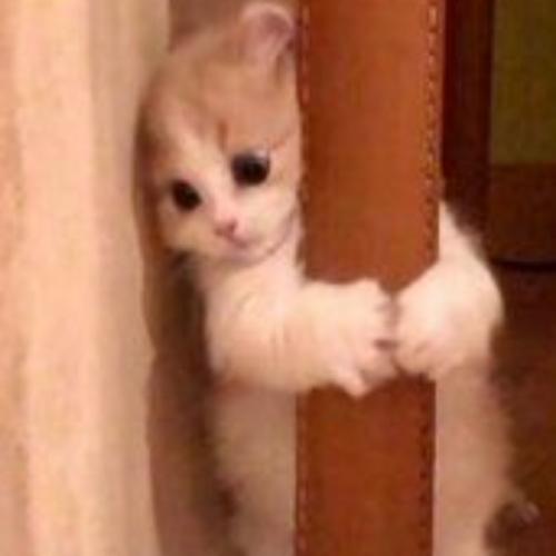 สมาชิกหมายเลข 6281680