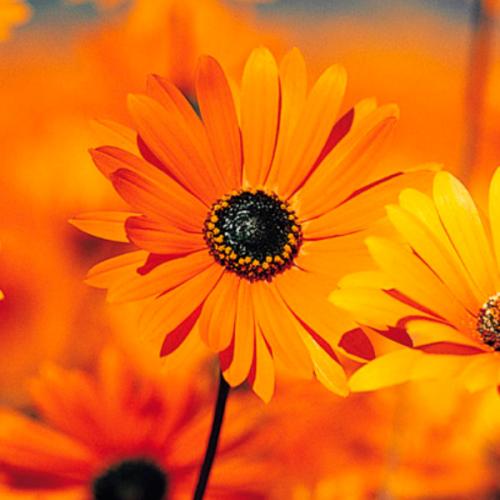 สมาชิกหมายเลข 837367