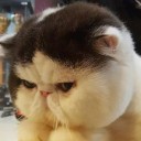 สมาชิกหมายเลข 3340161